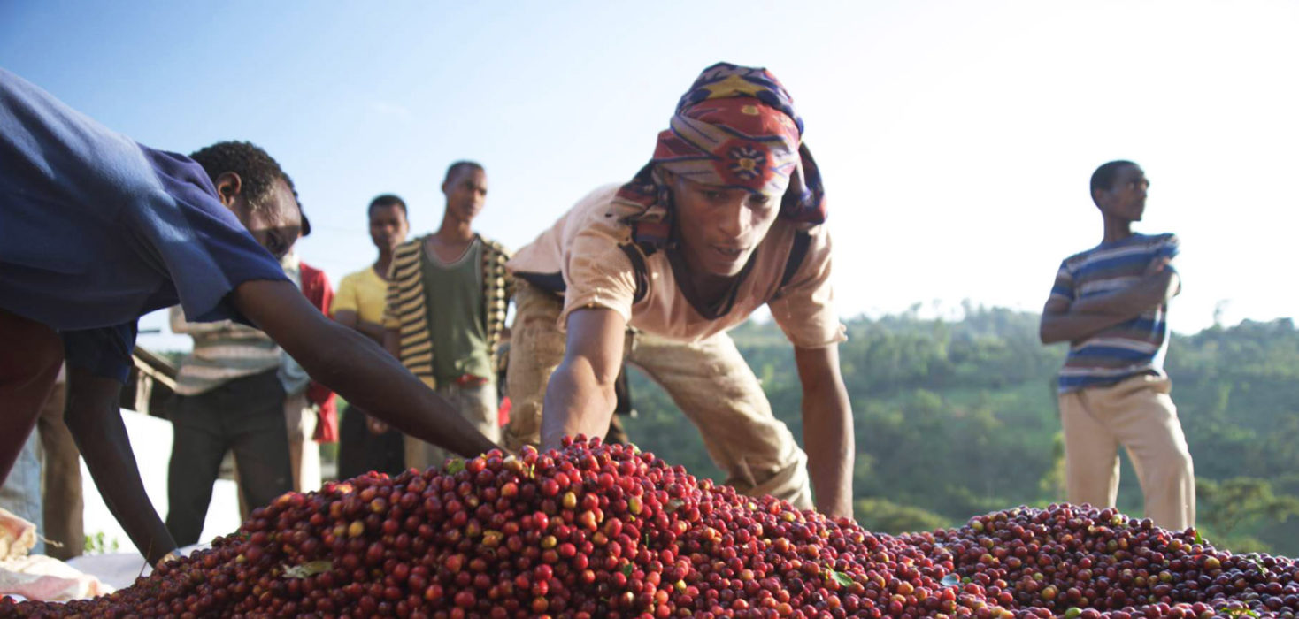 Ethiopian specialty coffee