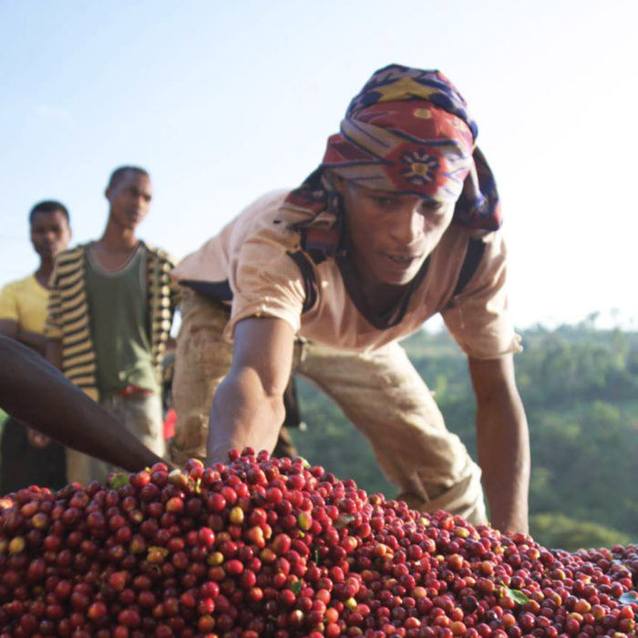 Ethiopian specialty coffee