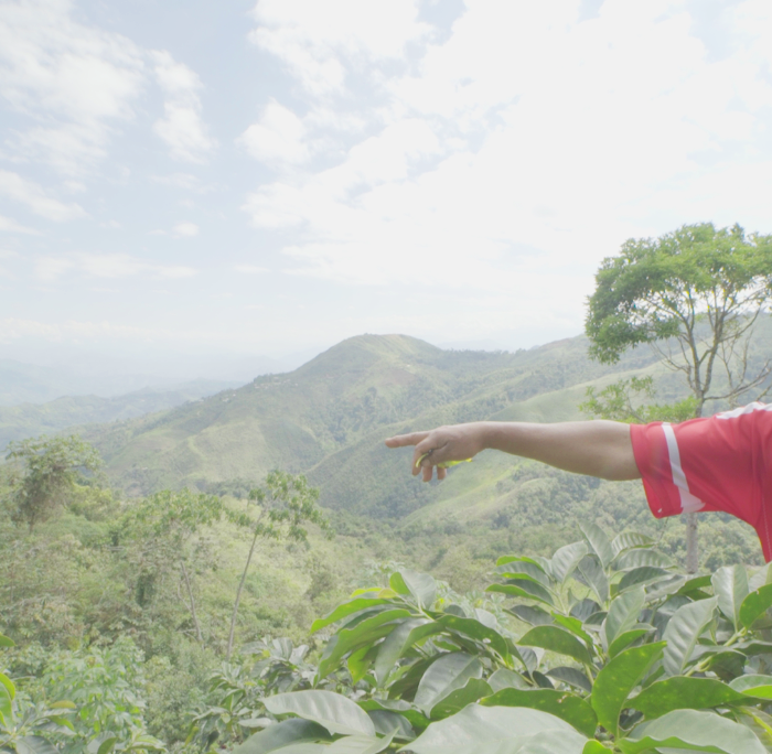 Peruvian coffee