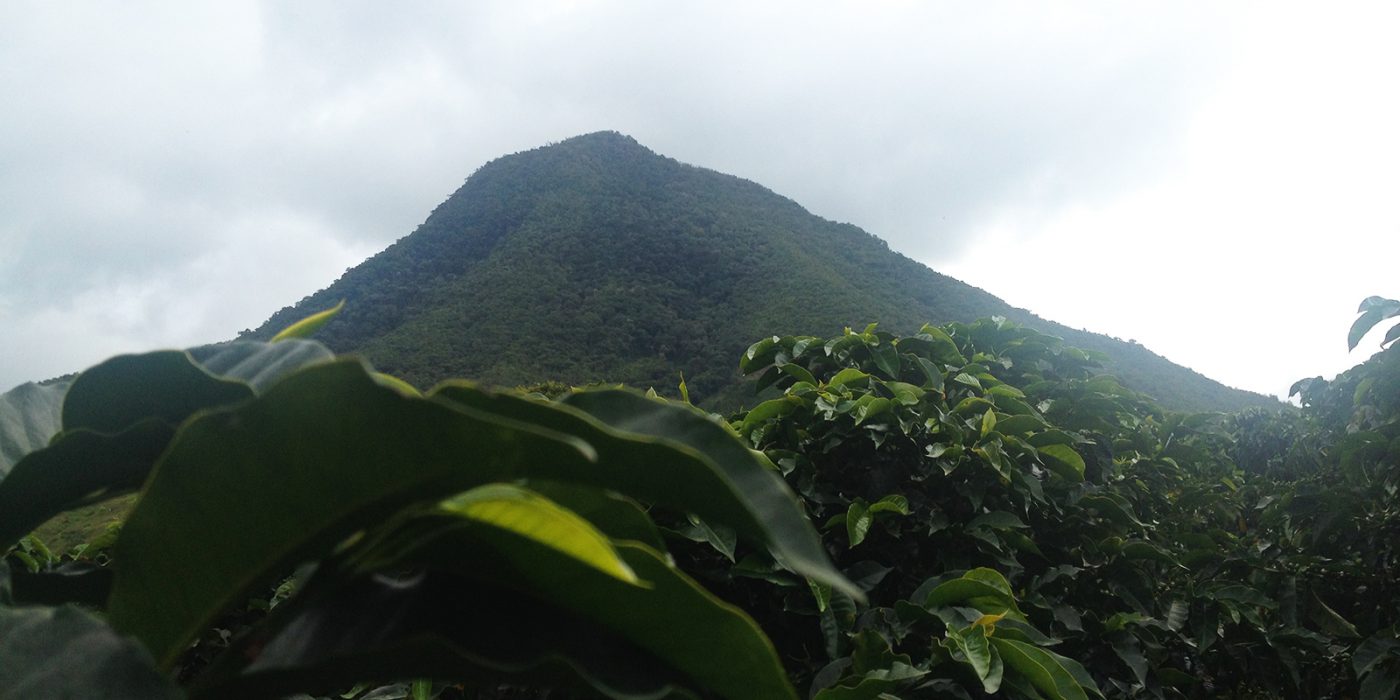 Specialty coffee from Colombia