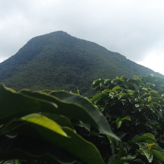 Specialty coffee from Colombia