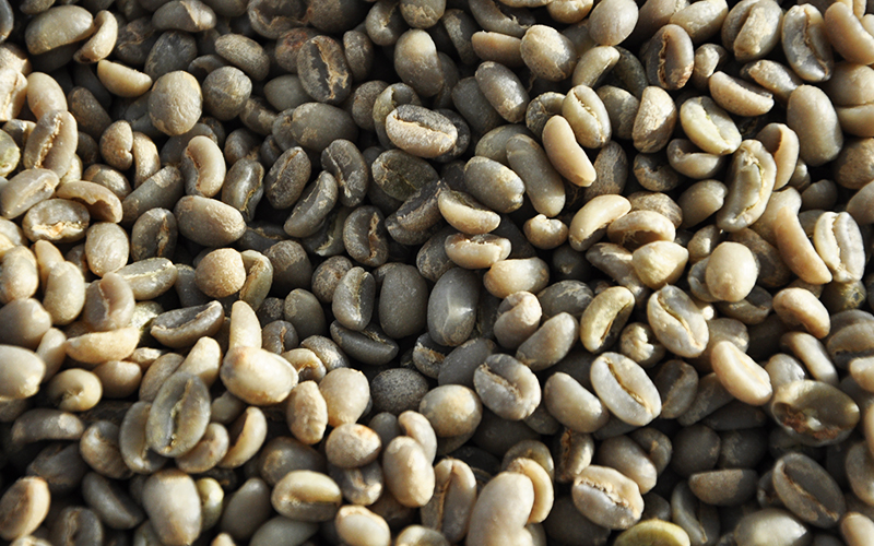 green coffee defects