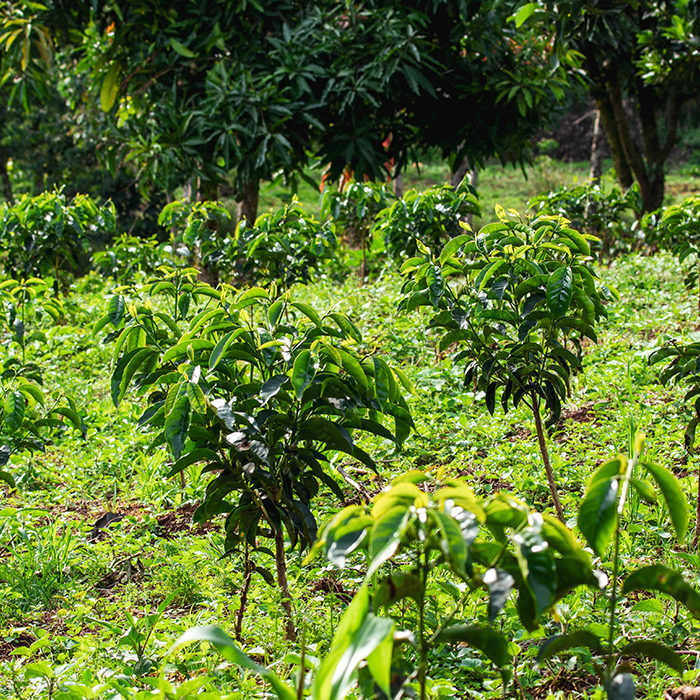 The Gera Farm