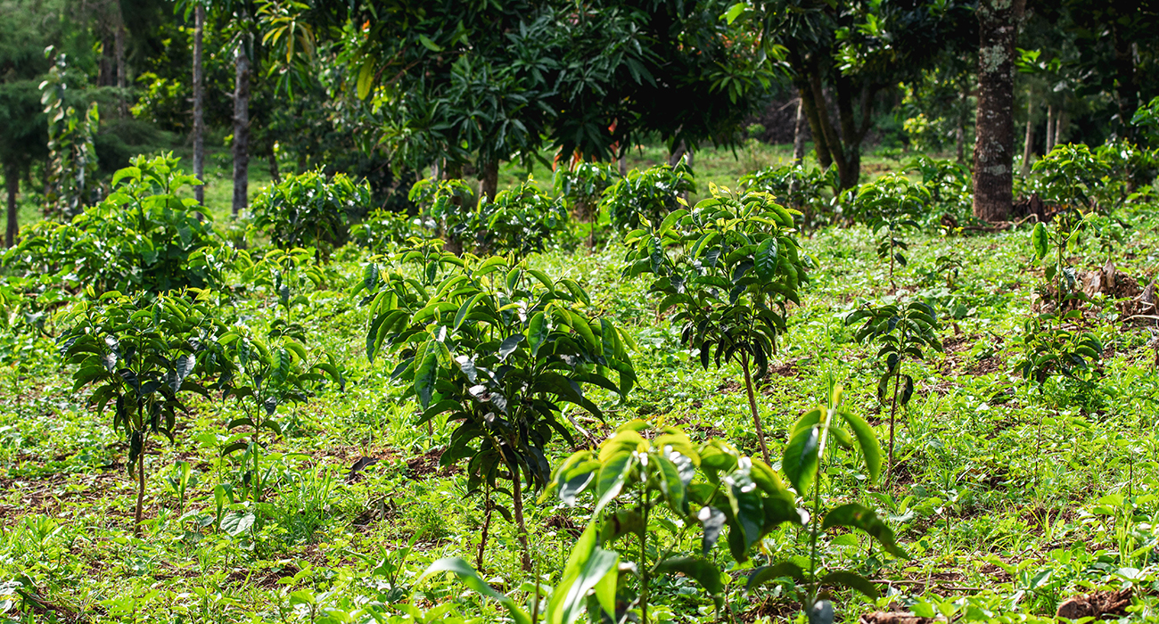The Gera Farm