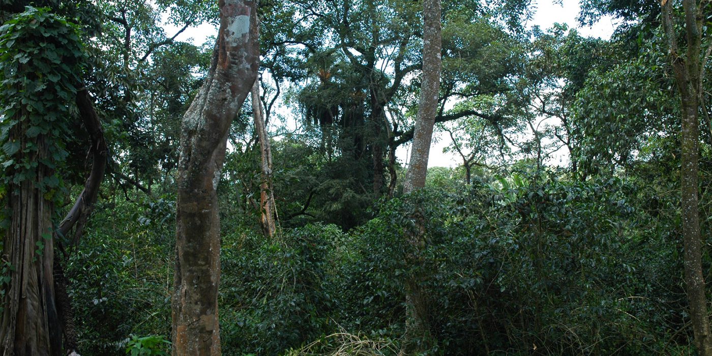 Seka Forest Farm