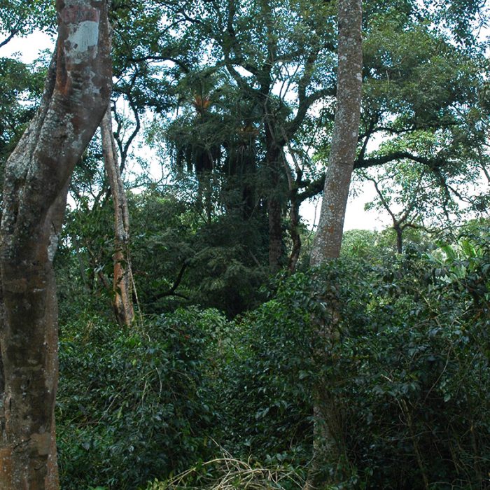 Seka Forest Farm