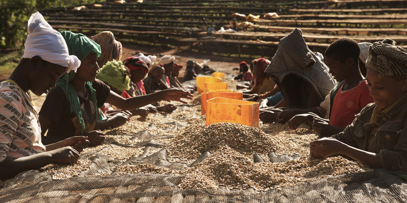 Ethiopian coffee harvest