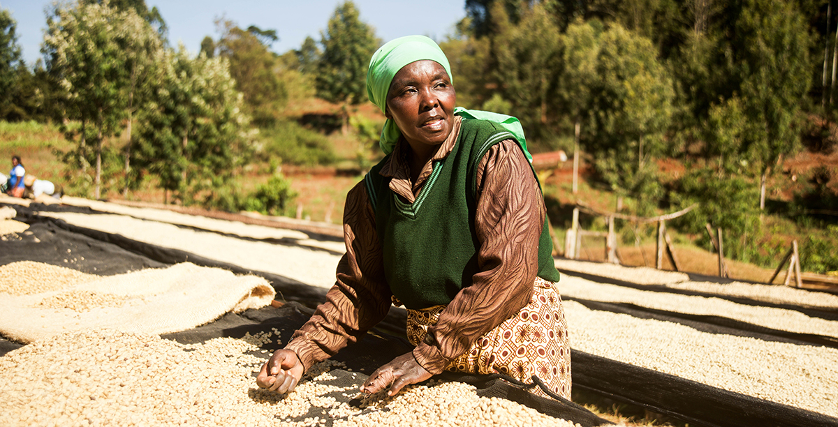 Kenyan specialty coffee