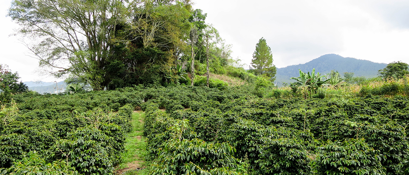 North Sumatra