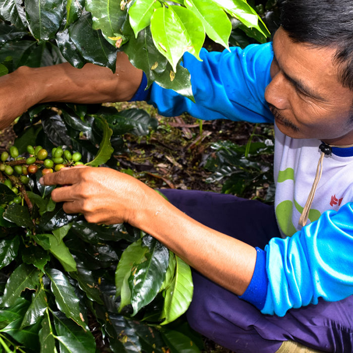 Sumatra Pakpak