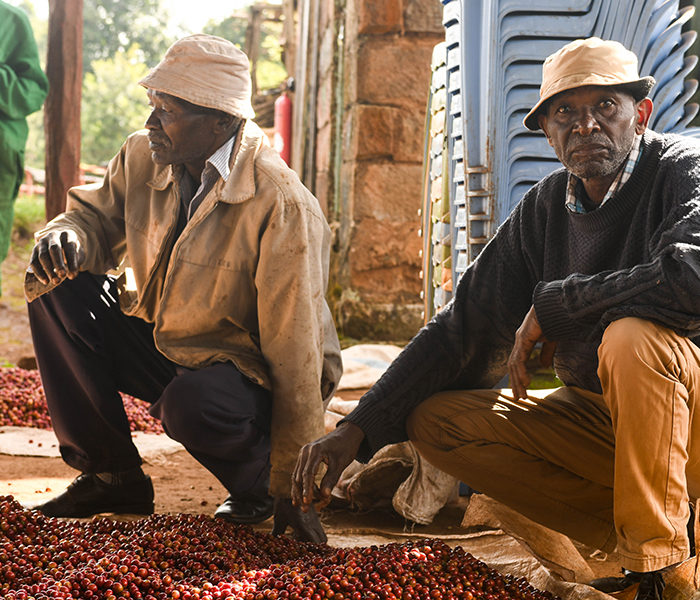 Ndaroini Coffee Ltd