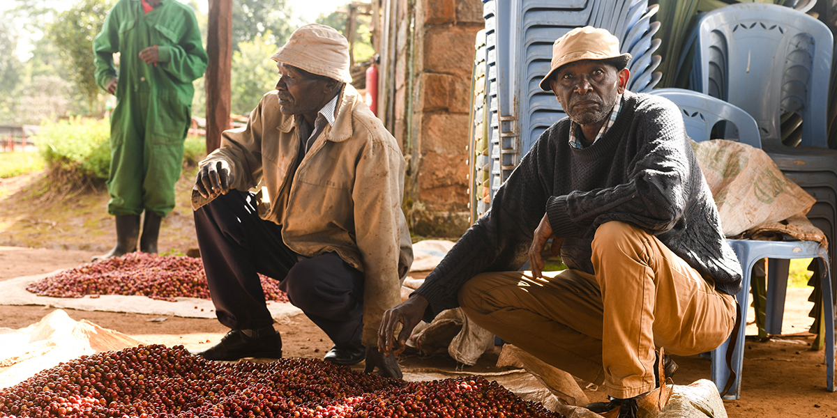 Ndaroini Coffee Ltd
