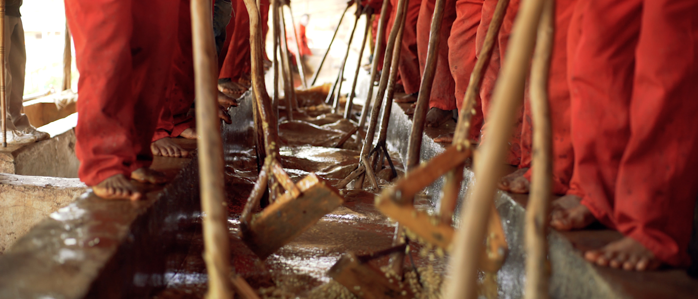 The Story of Guji Coffee