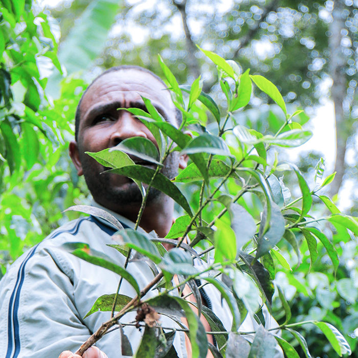 Alemayehu Daniel Farm