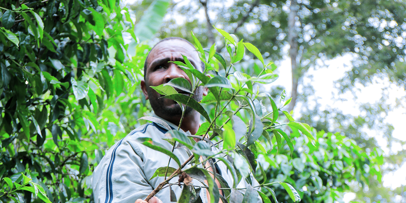 Alemayehu Daniel Farm