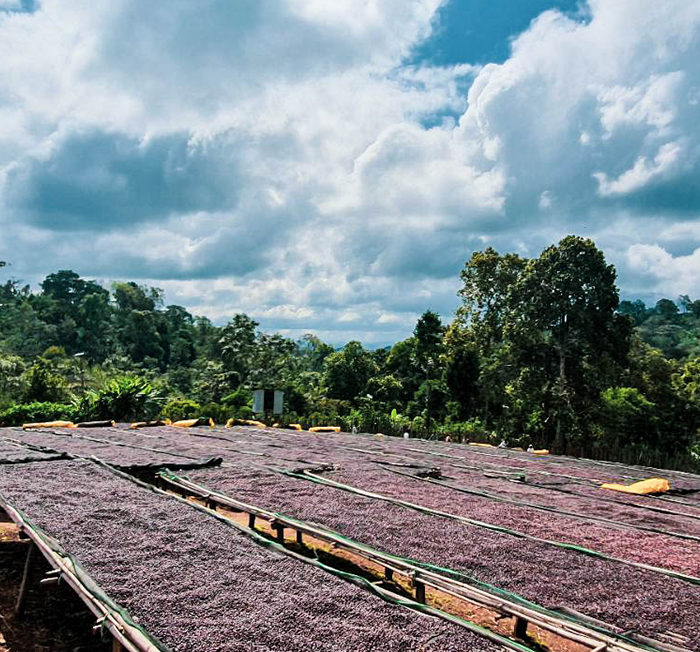 Bobea Uke Drying Station