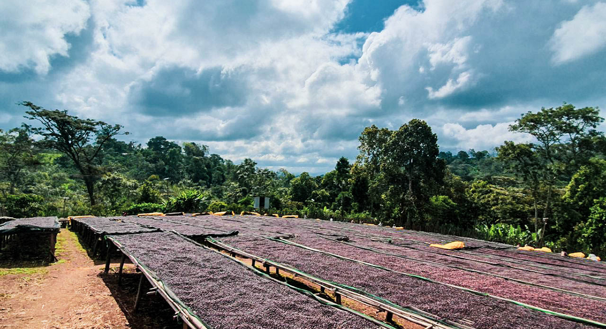 Bobea Uke Drying Station