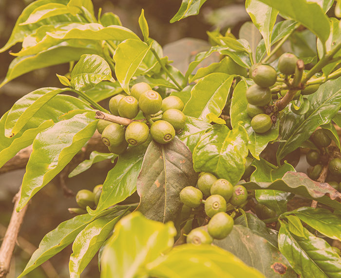 Coffee Berry Disease Strikes, But Ndaroini Volumes Grow