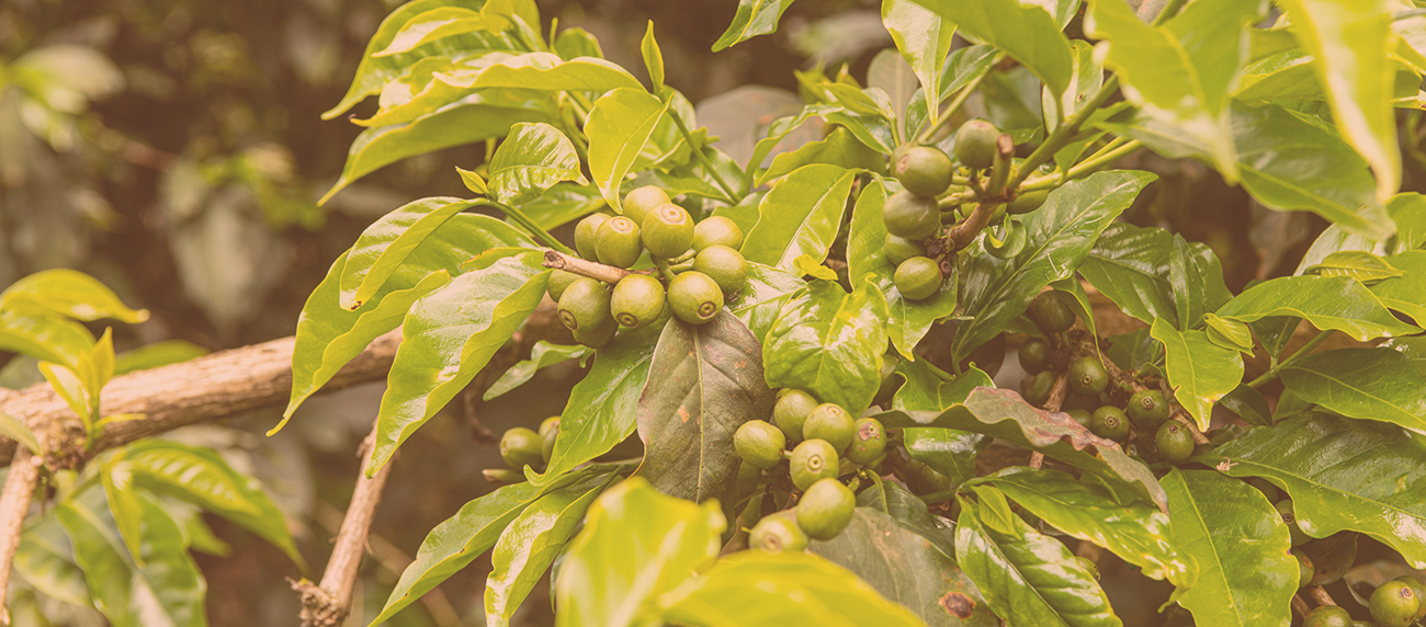 Coffee Berry Disease Strikes, But Ndaroini Volumes Grow