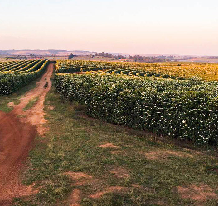 Horizonte Farm