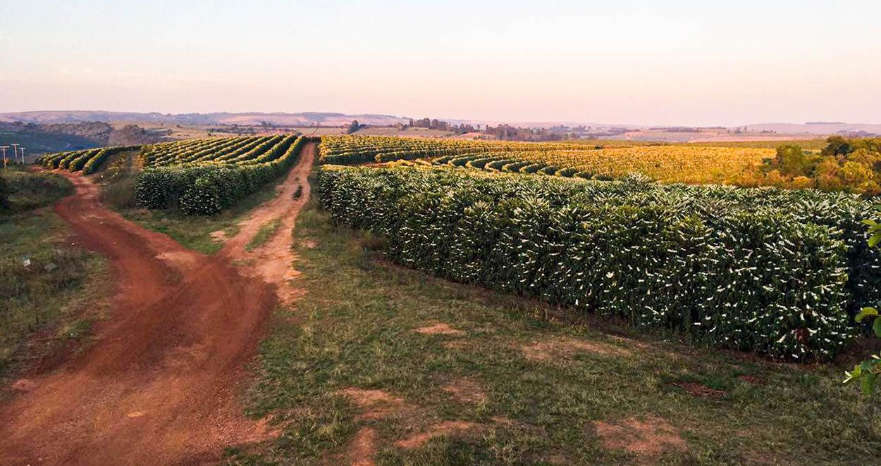 Horizonte Farm