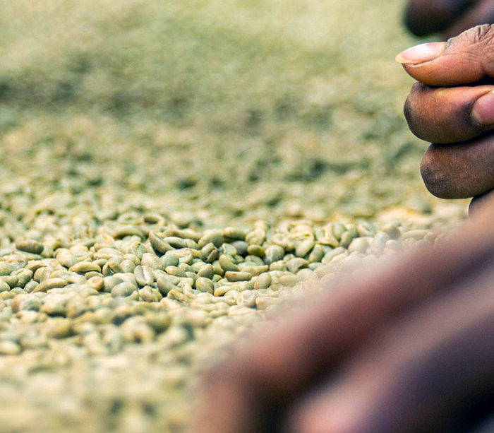 How Do I Buy Green Specialty Coffee?