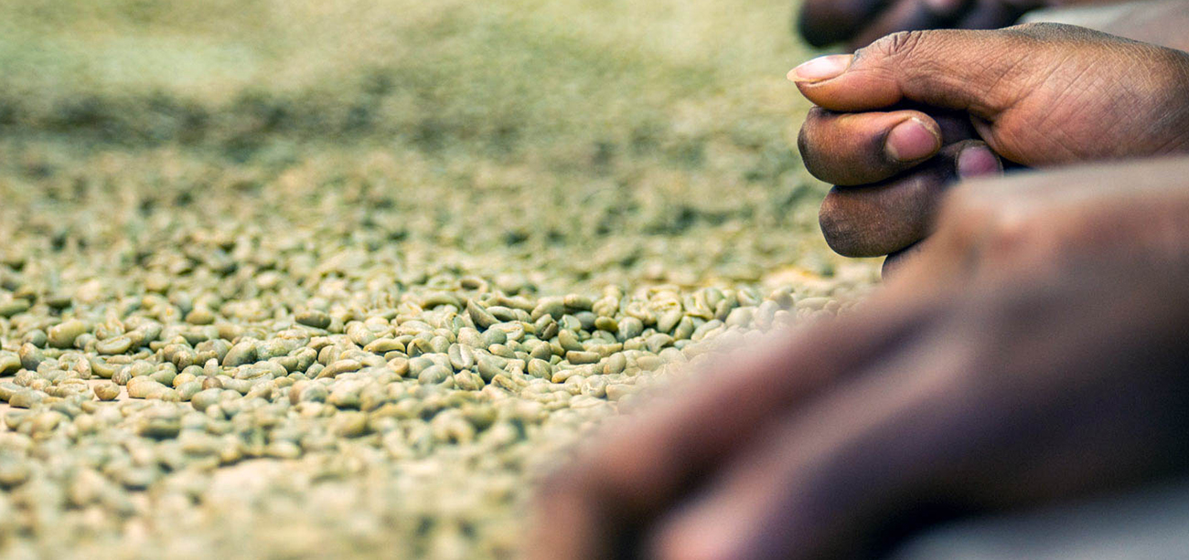 How Do I Buy Green Specialty Coffee?