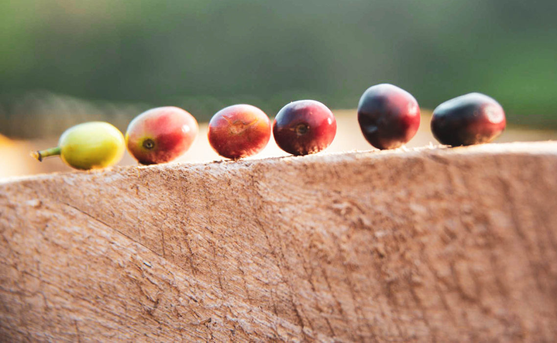 New Minimum Coffee Prices Delay Ethiopian New Crop