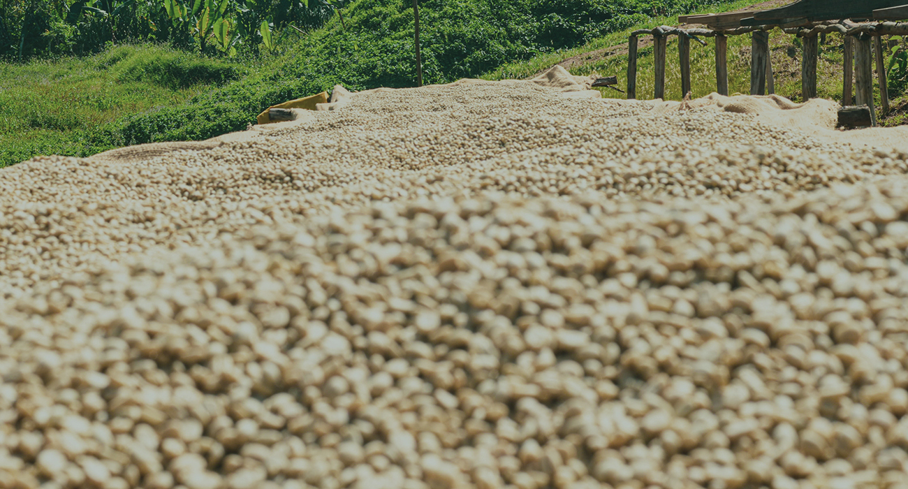 Understanding Your Coffee Contracts