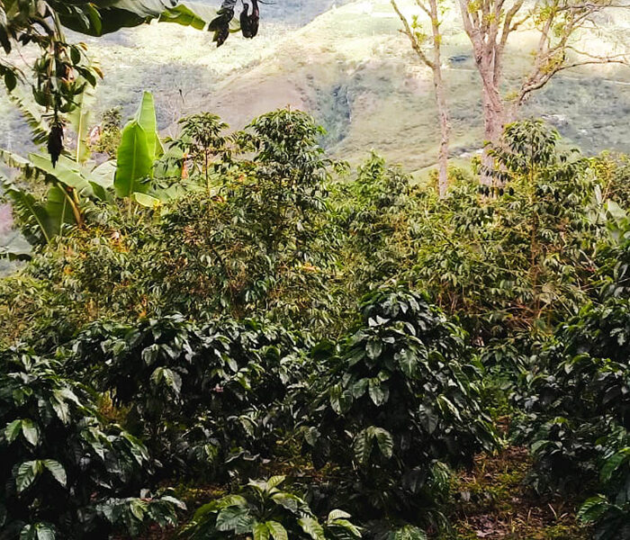 Best of Cauca and Best of Antioquia