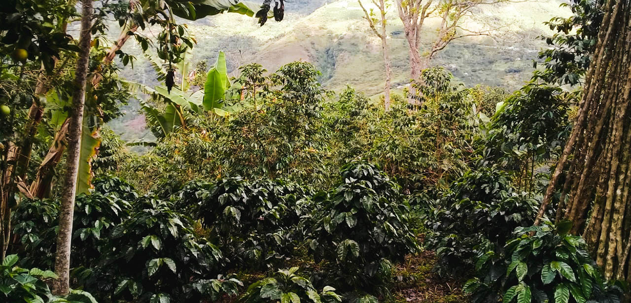 Best of Cauca and Best of Antioquia