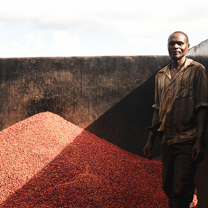 Kenyan Coffee Harvest