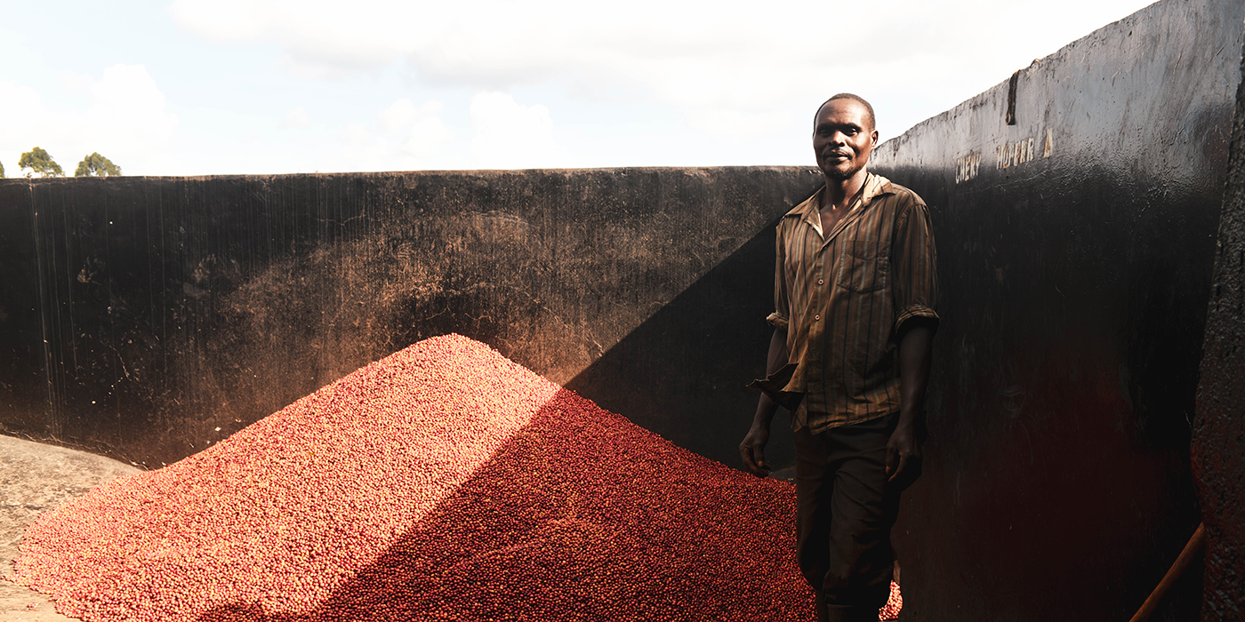 Kenyan Coffee Harvest
