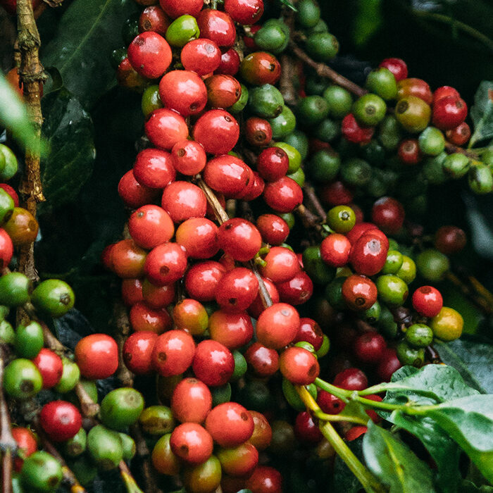 Kenyan Coffee Varieties