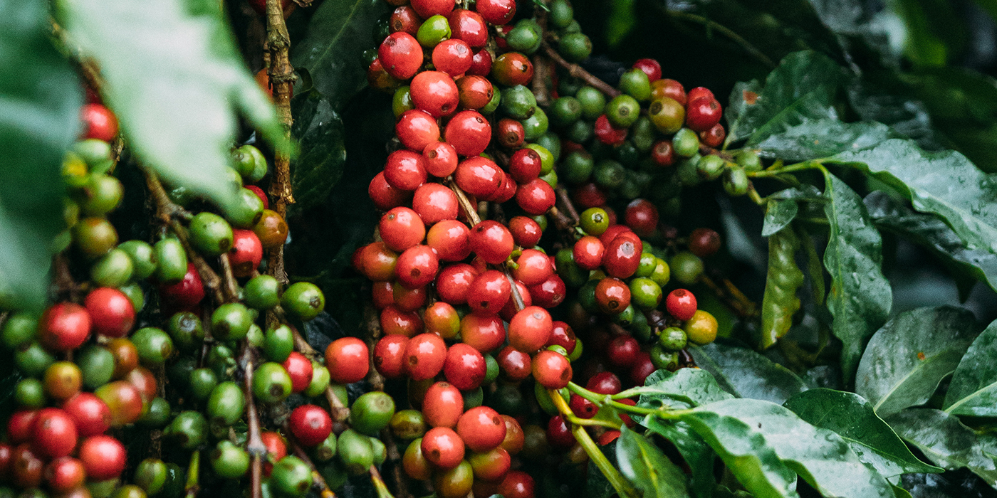Kenyan Coffee Varieties