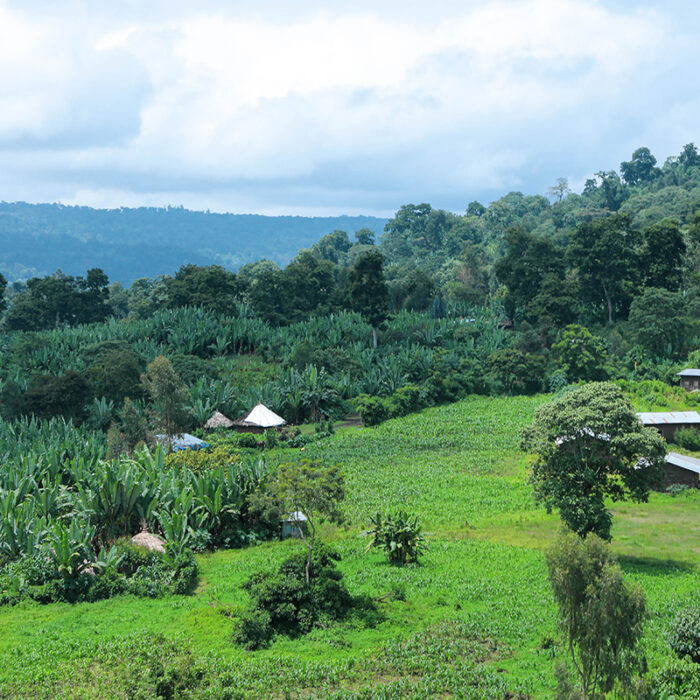 Uraga Bisrat