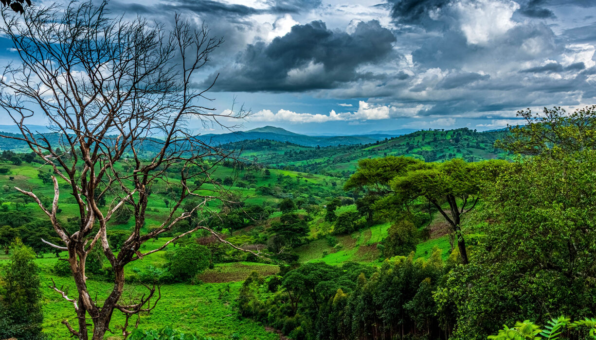 Guji Highland farm