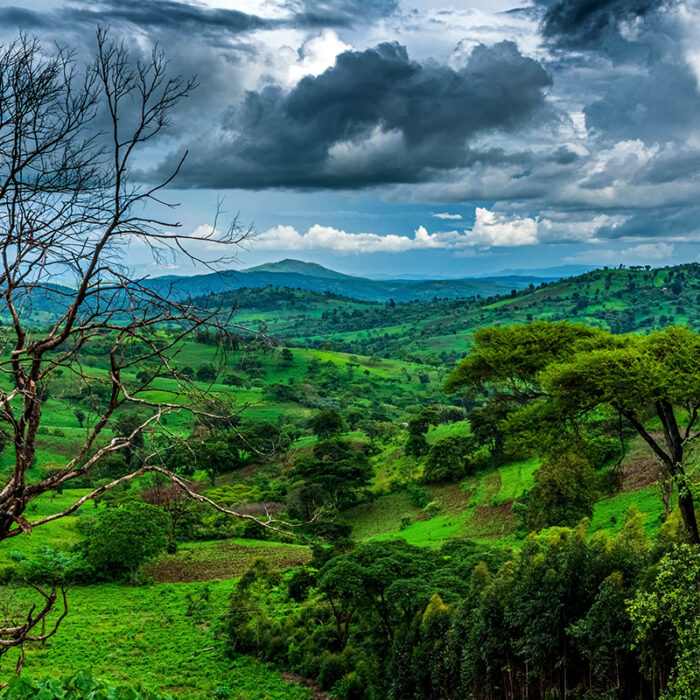 Guji Highland farm