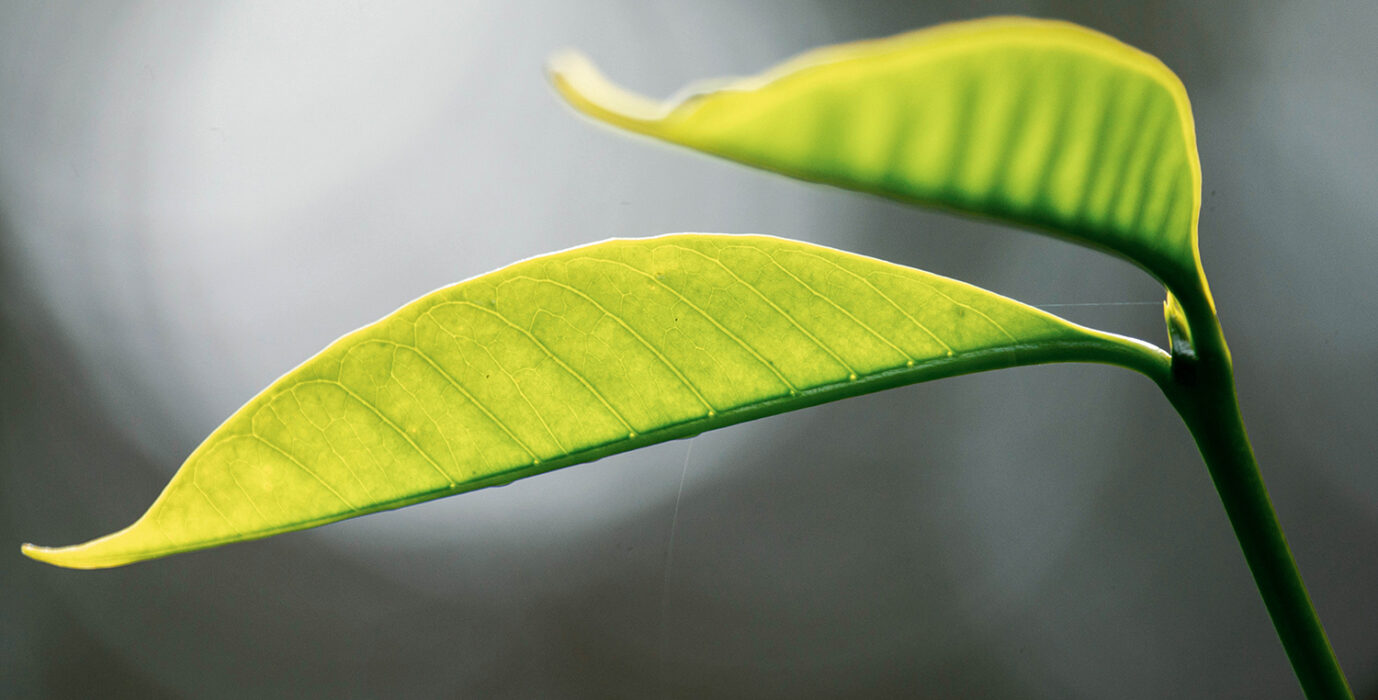 Rethinking Coffee With Doughnut Economics