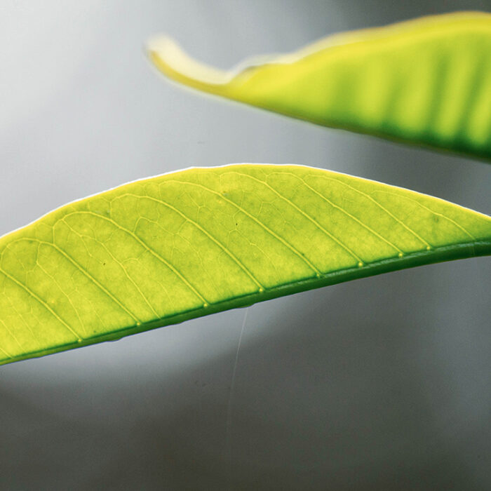 Rethinking Coffee With Doughnut Economics