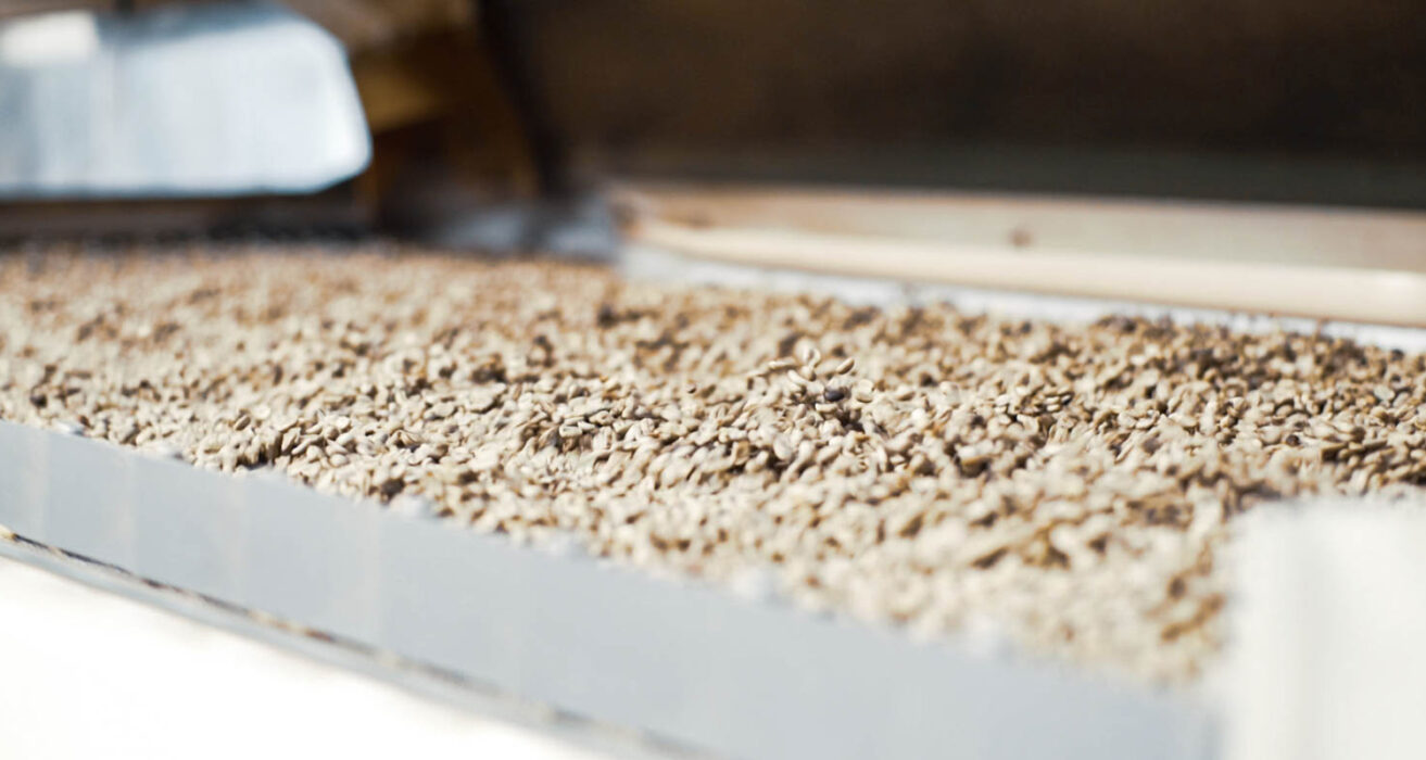 Coffee Grades Understanding The Basics