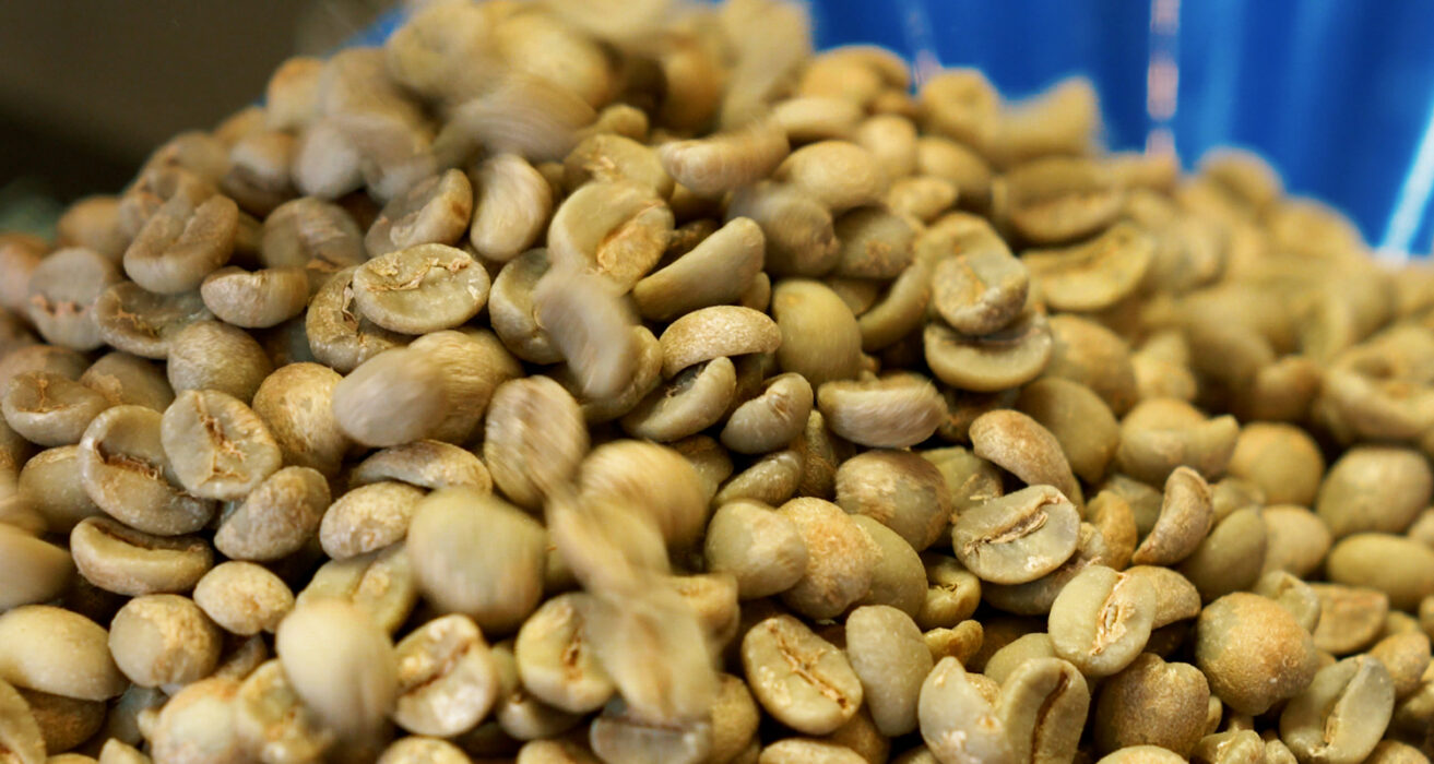 How To Green Grade Coffee
